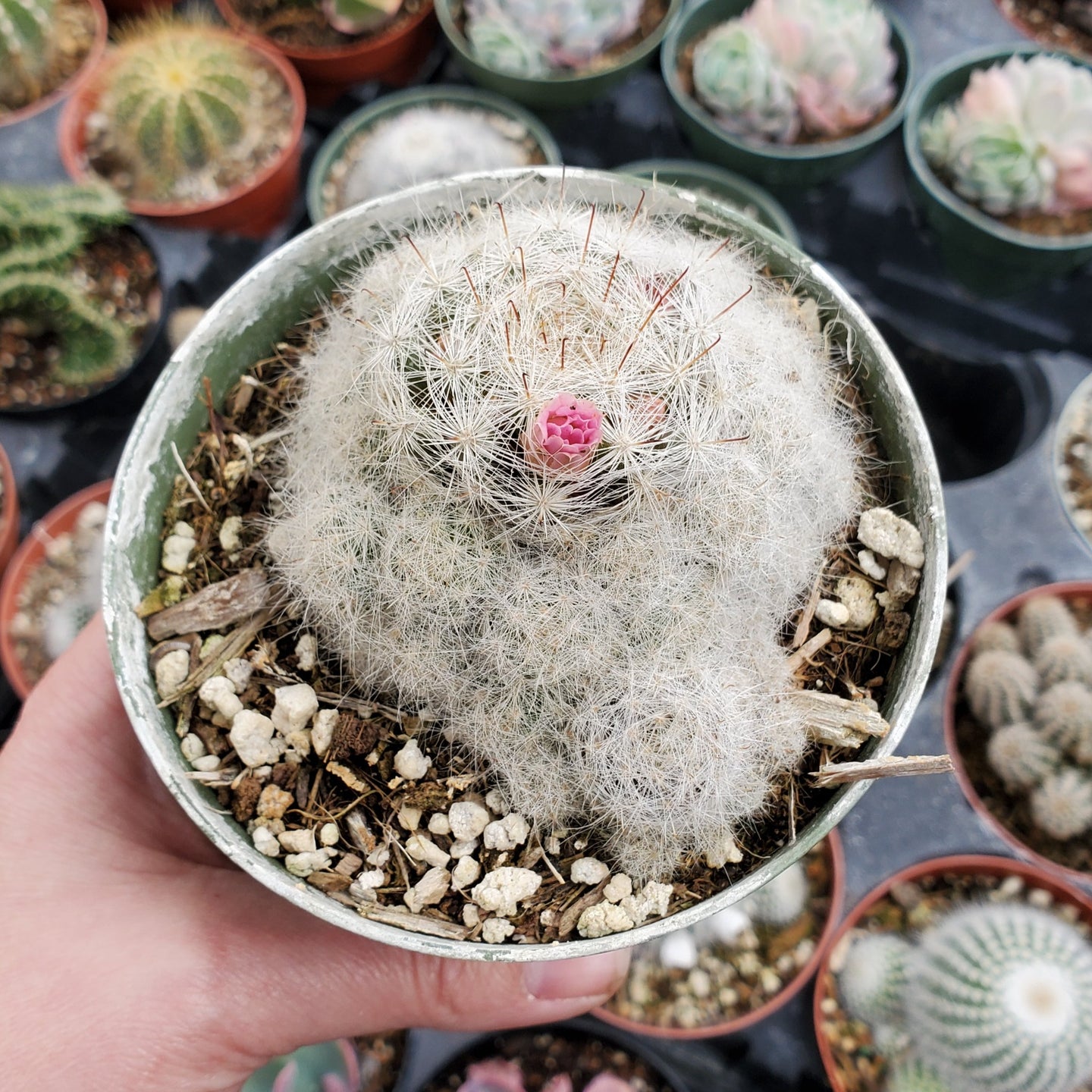 Mammillaria bocasana 'Powder Puff Cactus'